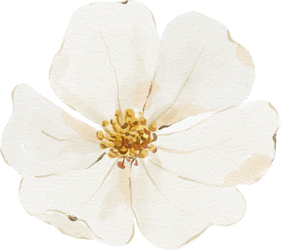 Watercolor white flower